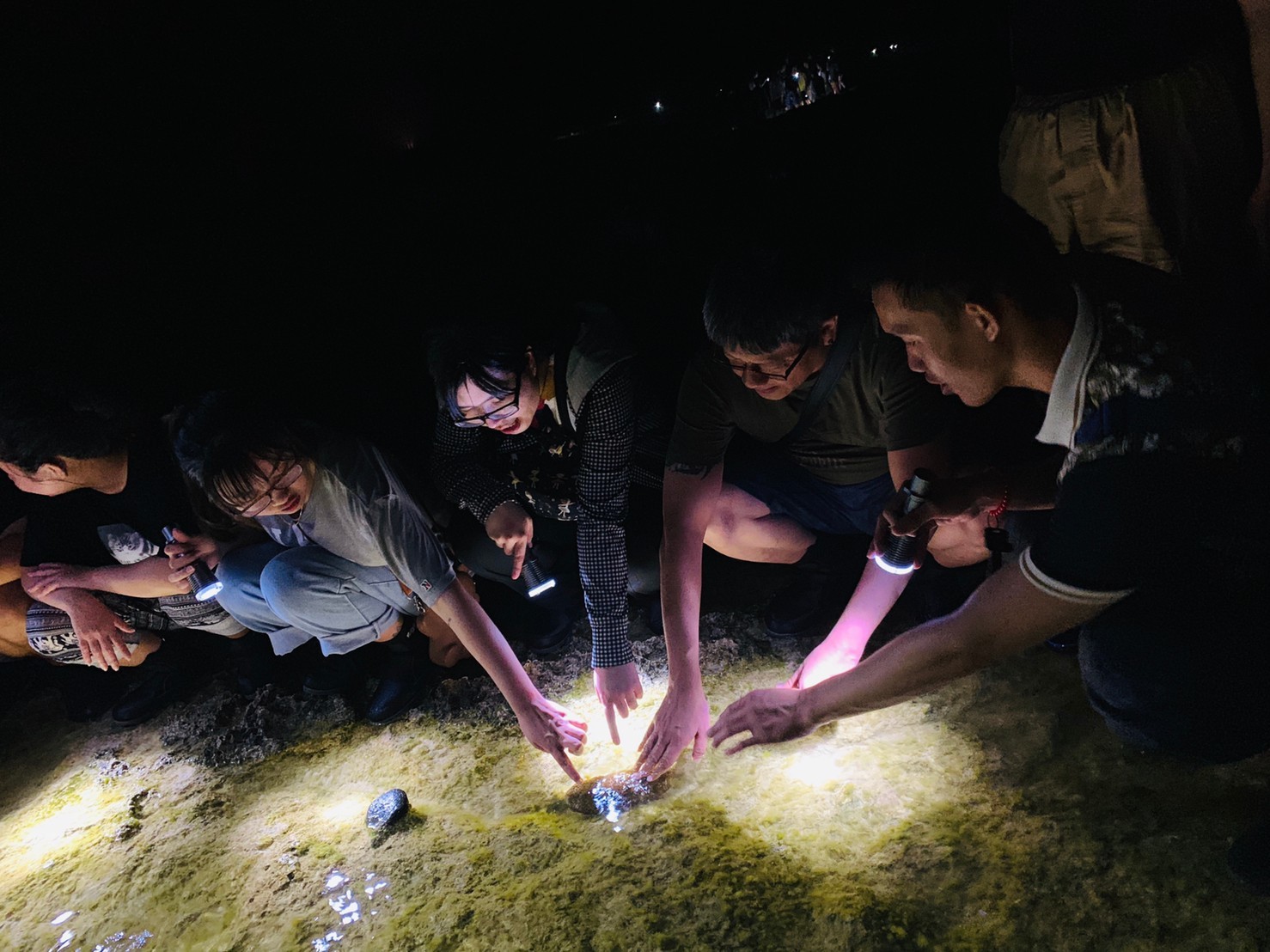 綠島夜探潮間帶-認識海洋生物