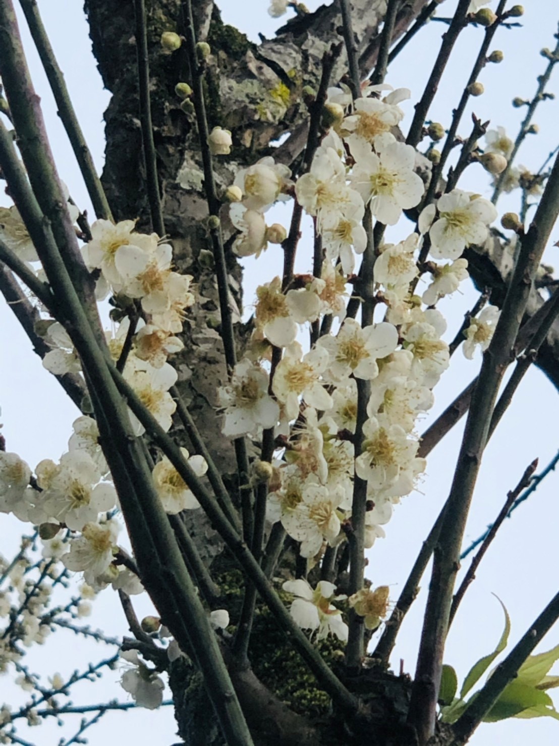 「詩經科技花園」綻放之梅花