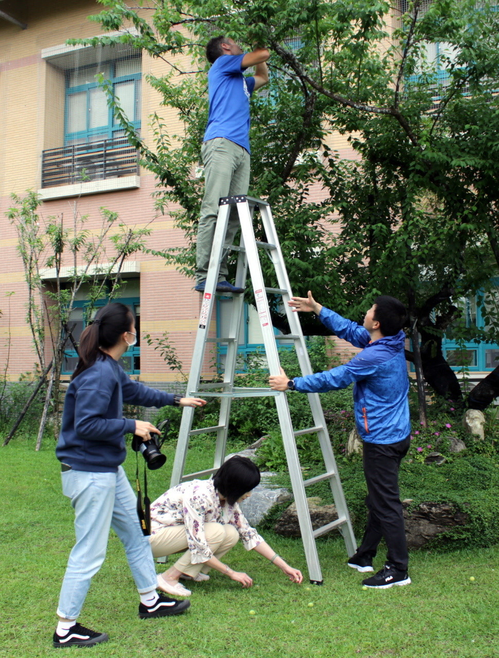 大家在老梅樹下架梯,合力採梅及撿果