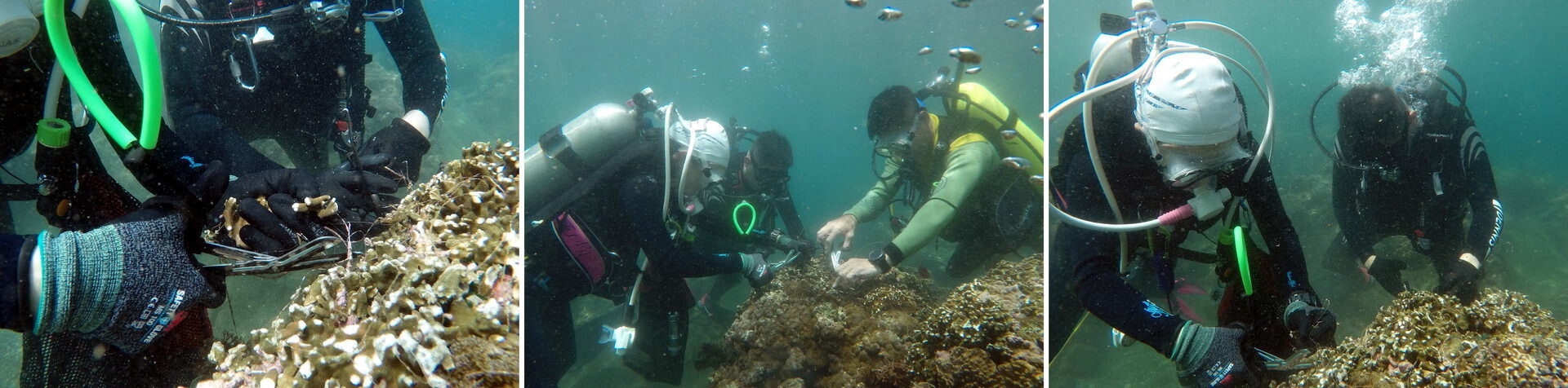 潛水教練清除珊瑚上的釣魚線
