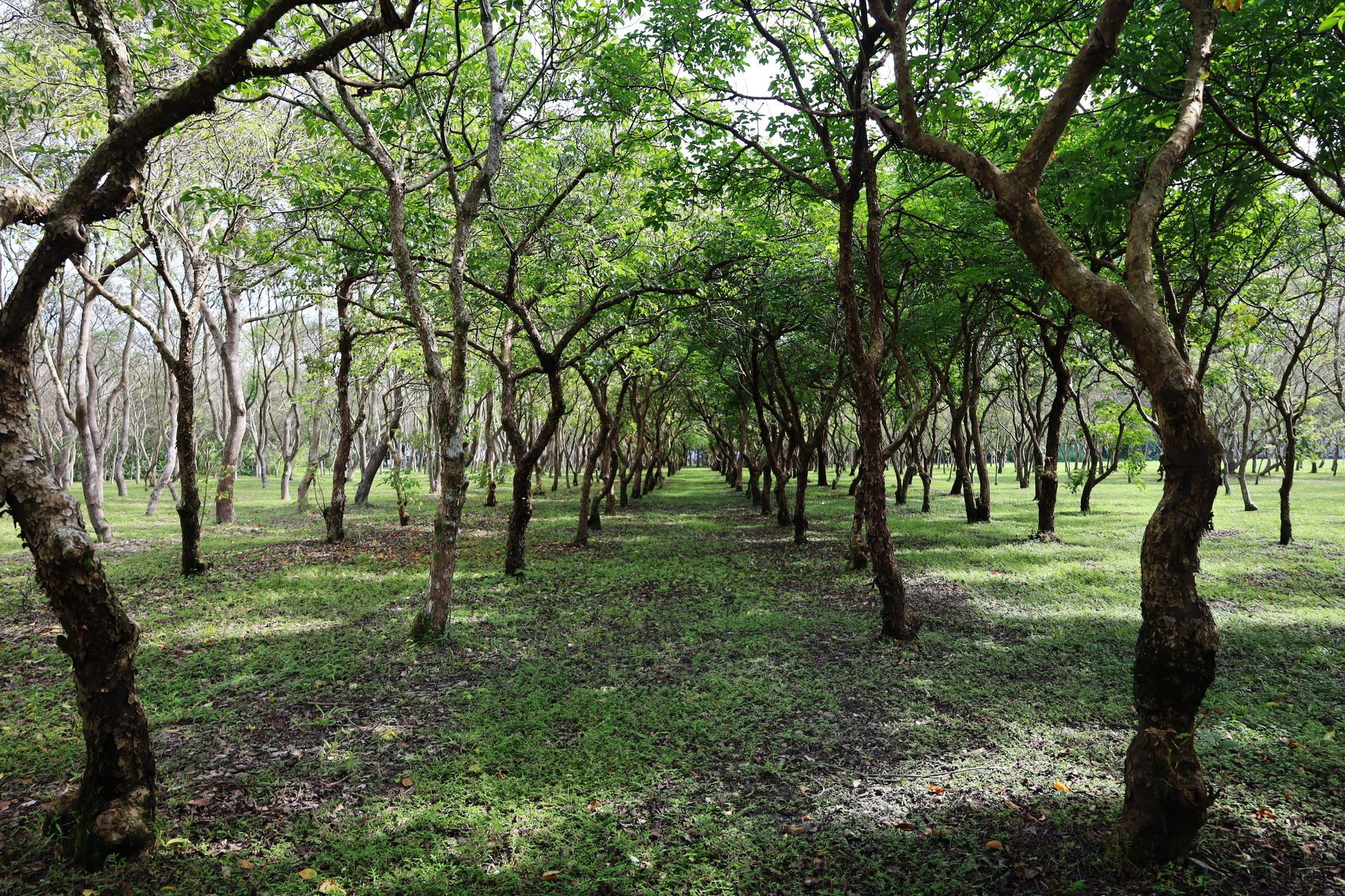 茄苳樹林蔭茂密,是散步好地點