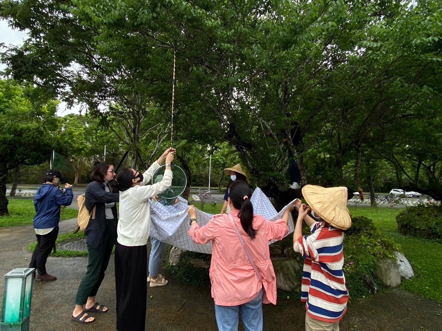 綿綿細雨中合力採集梅子