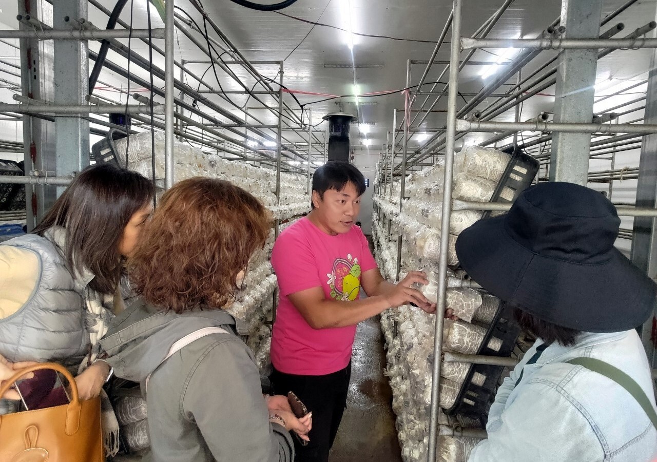 小島良采有機菇場分享菇種培育心得