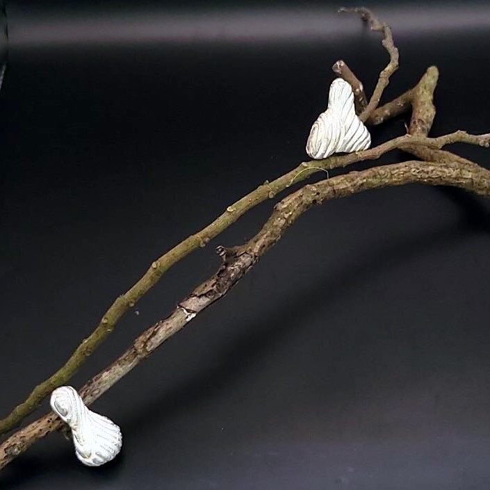 楊采諭參展作品《初蛹》