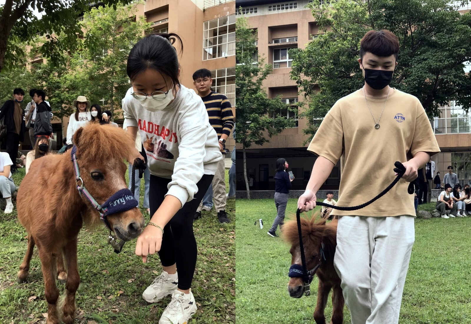 觀遊系學生先讓馬兒熟悉氣味及練習領馬前進