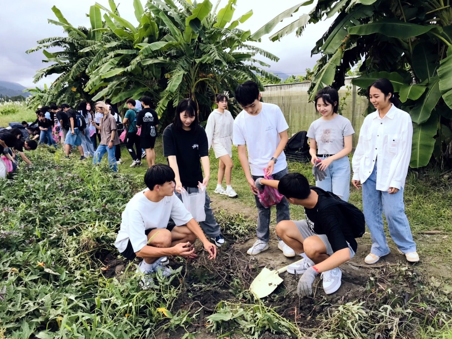 同學在地瓜田挖出栗子地瓜