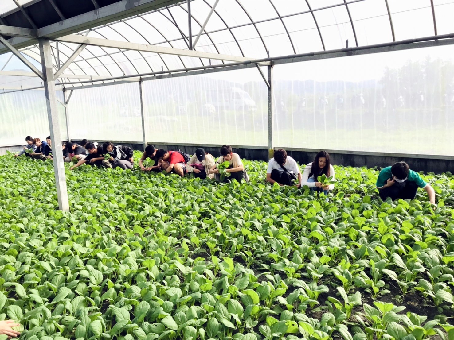 同學進入溫室採摘青油菜
