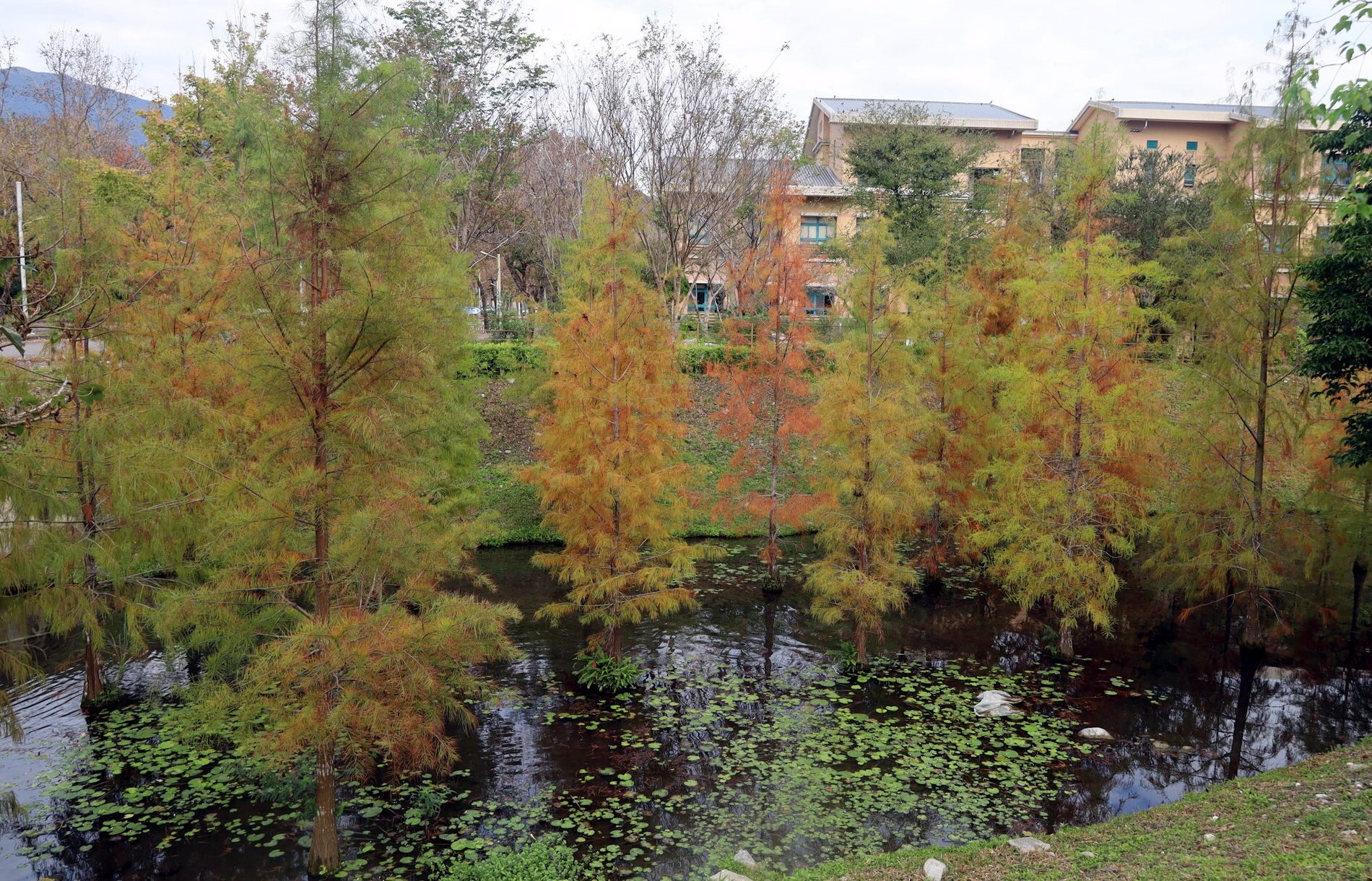 秋冬時期落羽松樹業由綠轉黃紅，是最適合觀賞的季節