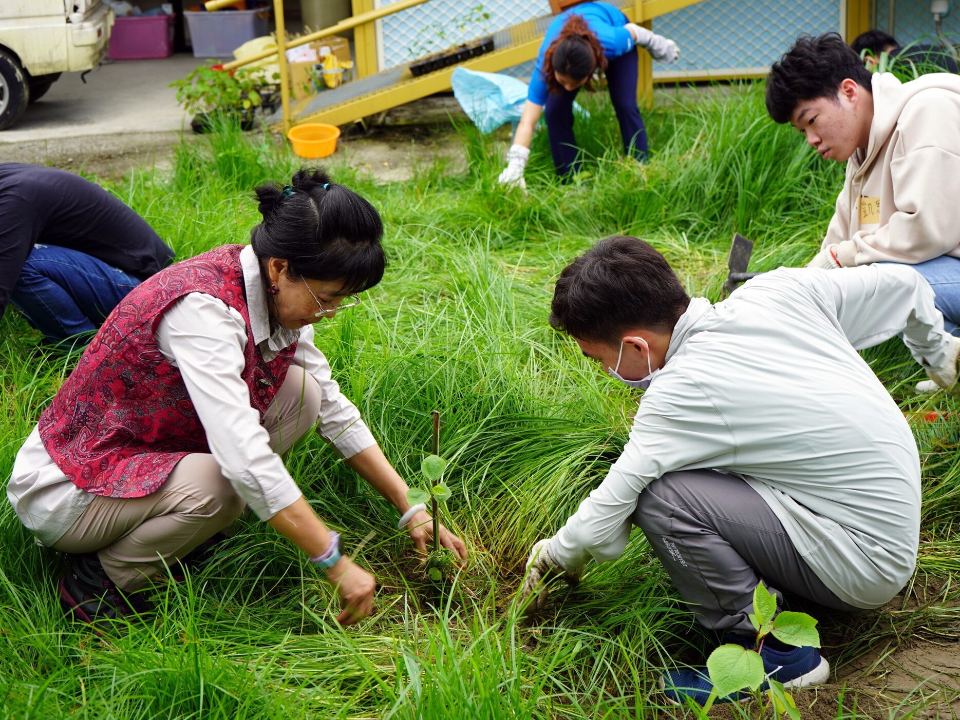 鋤草後定植洛神花幼苗