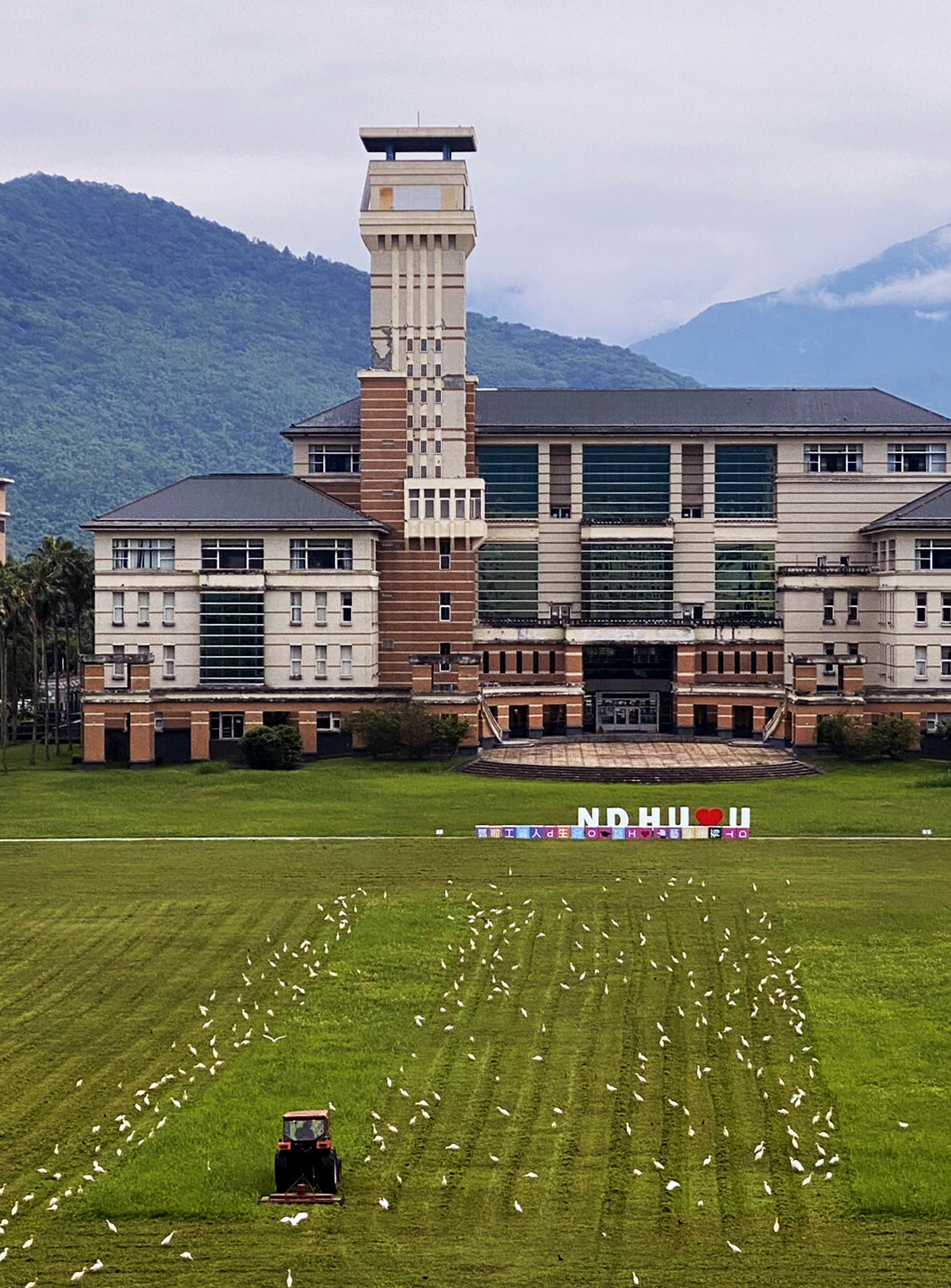 東華大學圖書館前畢業打卡景點白鷺鷥群聚覓食
