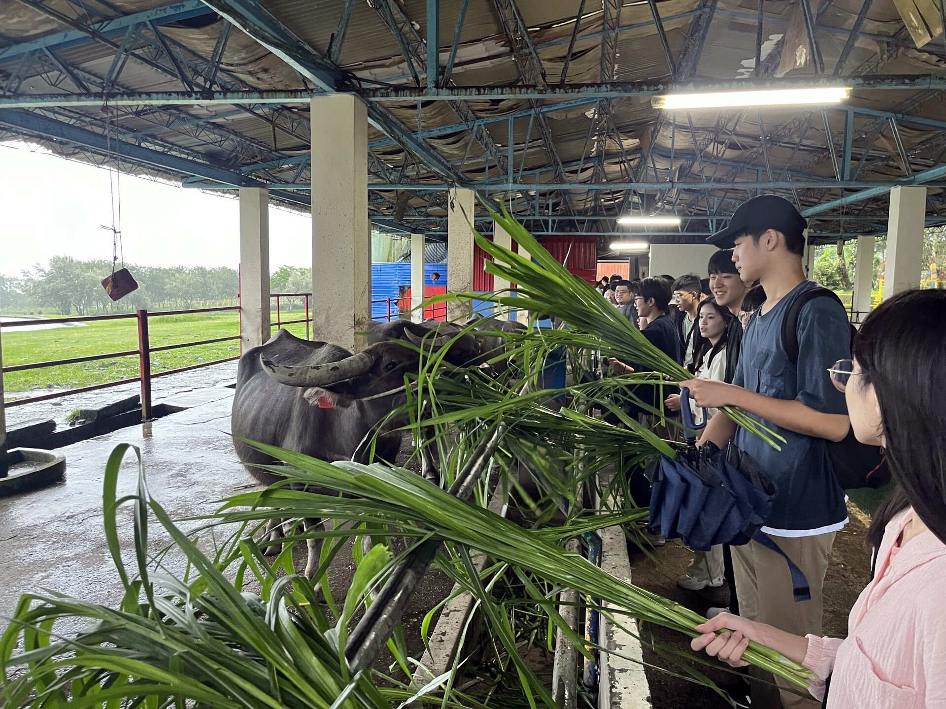 風雨中學生來到畜牧區以新鮮牧草餵養水牛