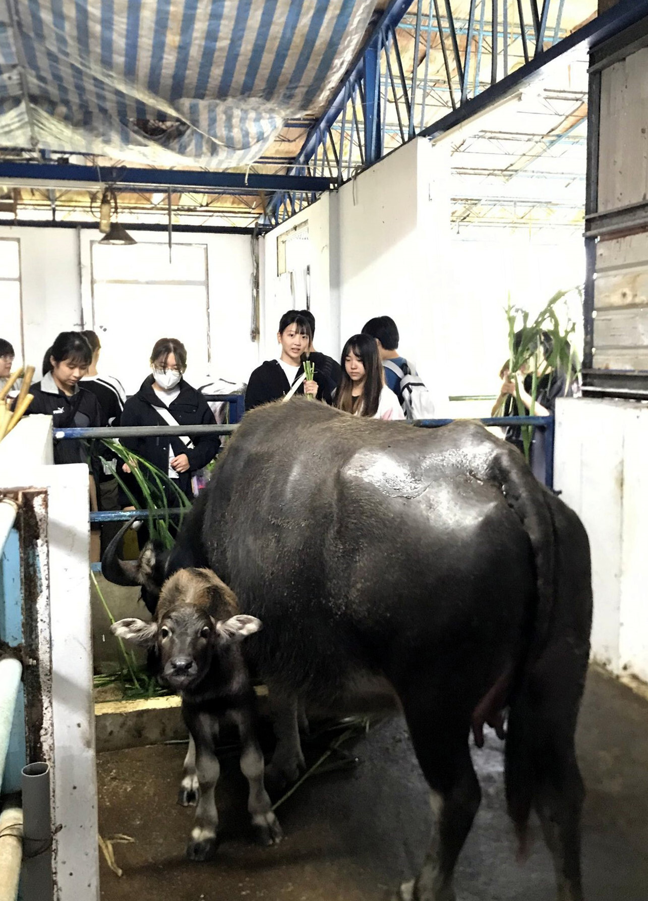 學生來看出生才一天就能站立的小牛