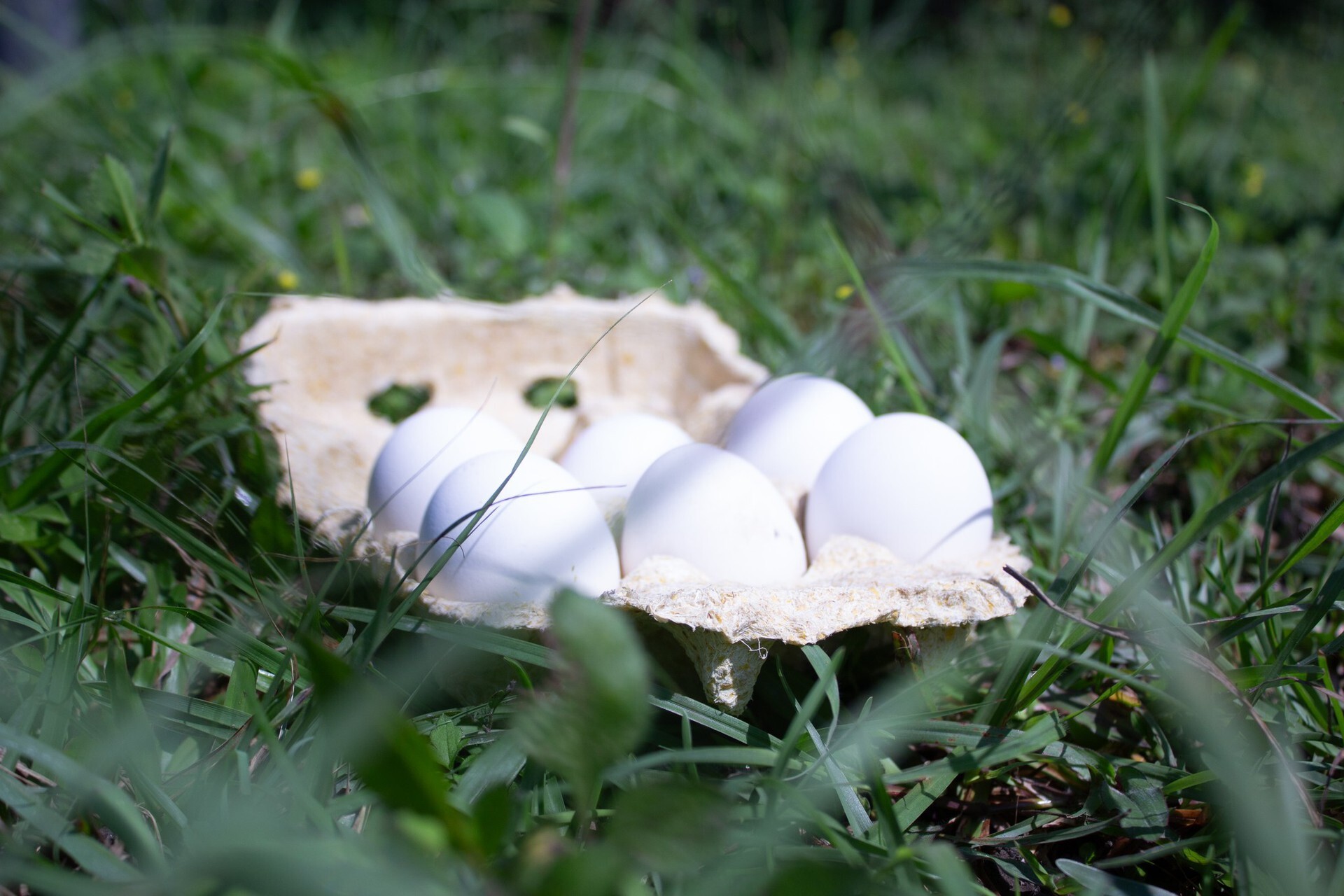 「Green Cellulose」團隊開發出可自然分解、結構強韌的「永續雞蛋盒」