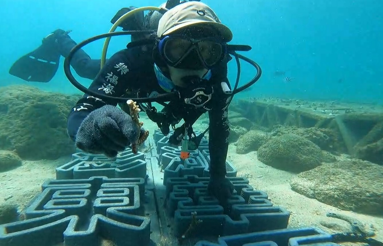 扦插珊瑚苗包含軸孔珊瑚及鹿角珊瑚