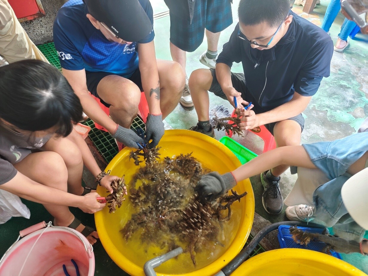 東華大學修課同學們進行珊瑚株剪枝作業