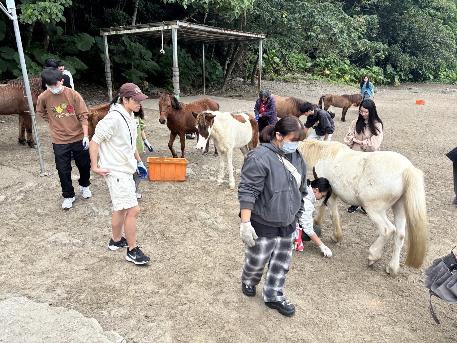 學生在馬匹環繞下整理馬場的場地