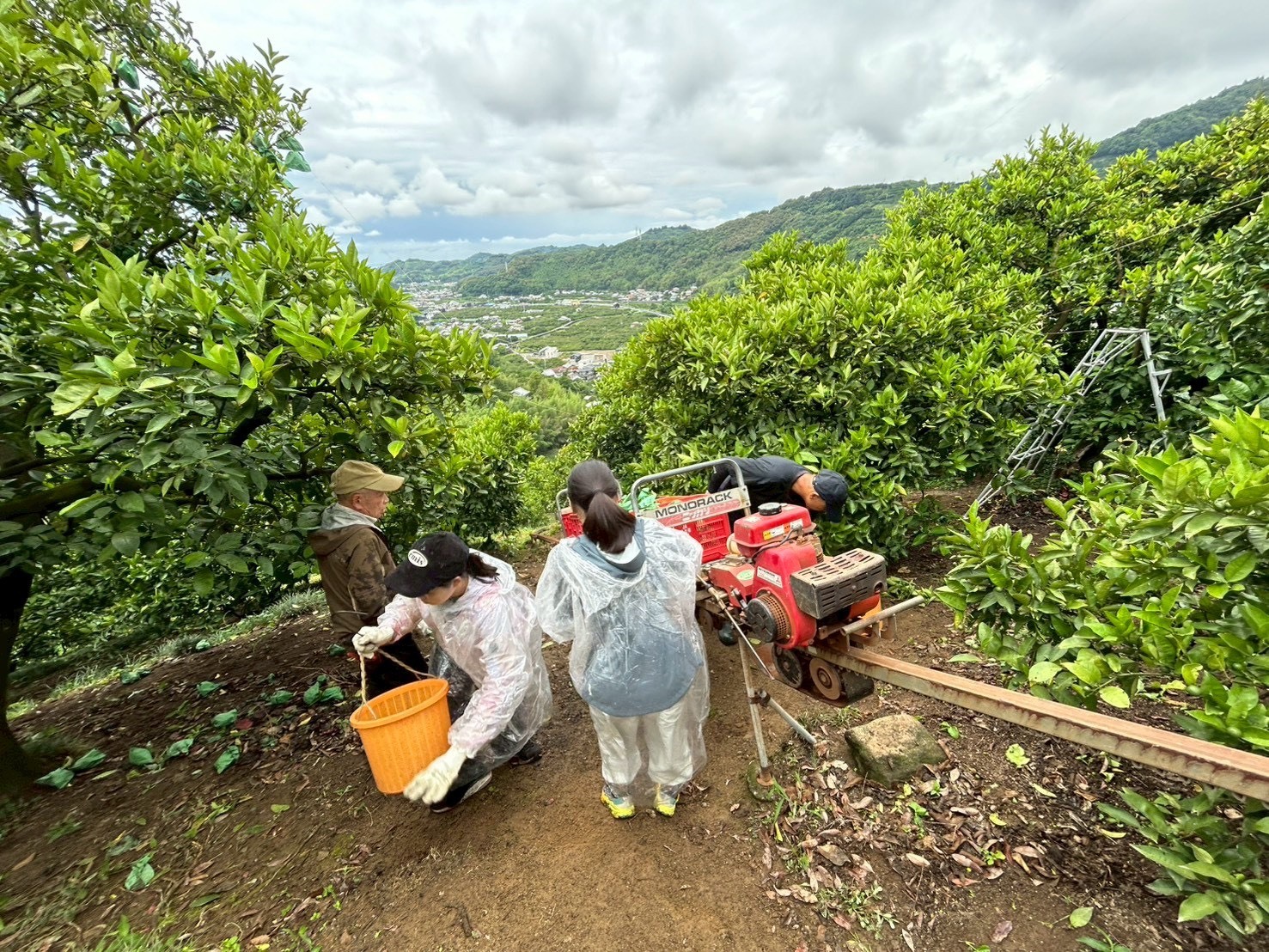 學生走入果園進行採果工作,深入了解當地柑桔栽培與管理方式