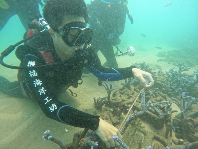 研究團隊於澎湖鎖港文字造型生物炭人工魚礁進行珊瑚枝條量測