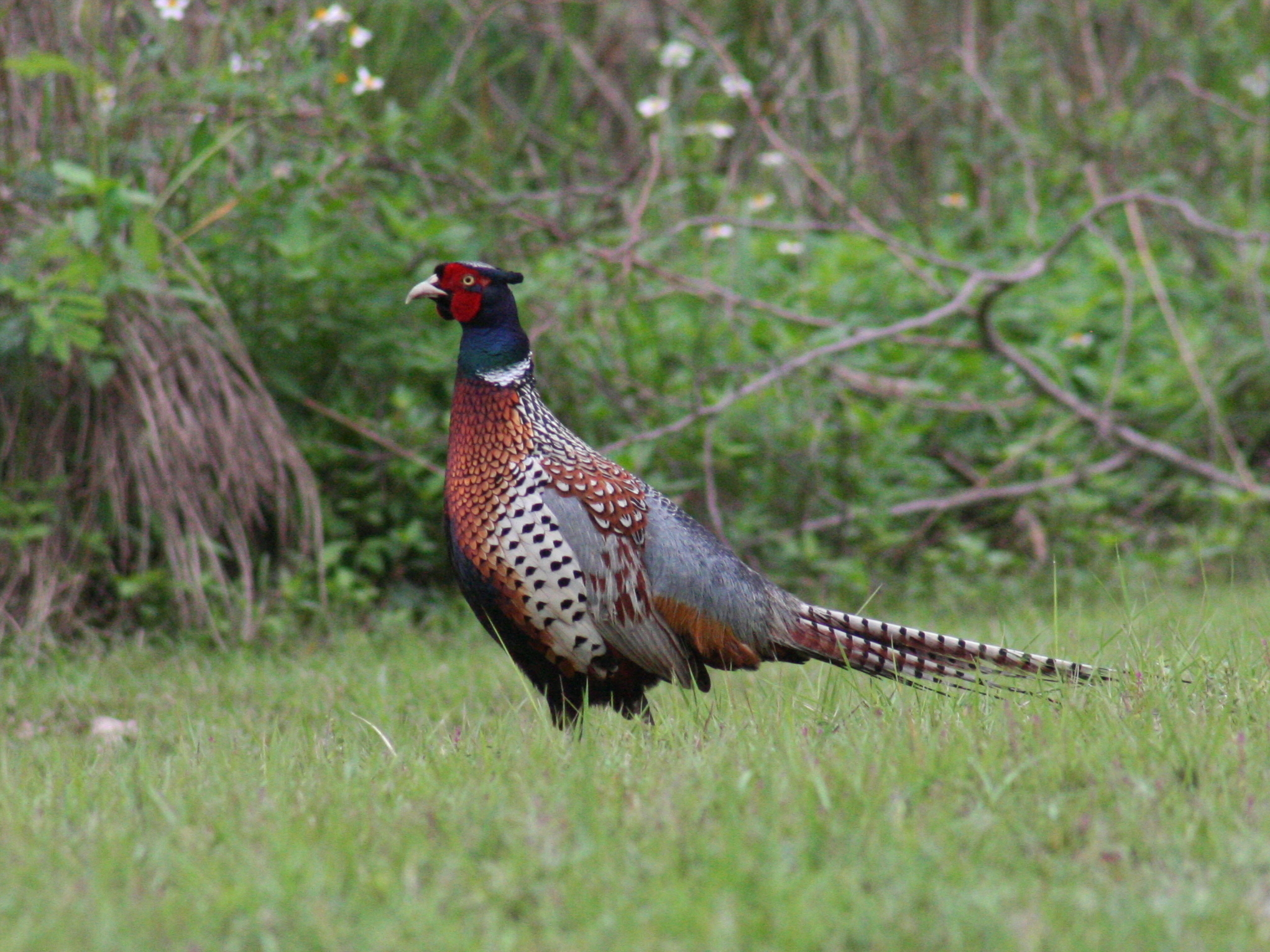 Ring-necked Pheasant