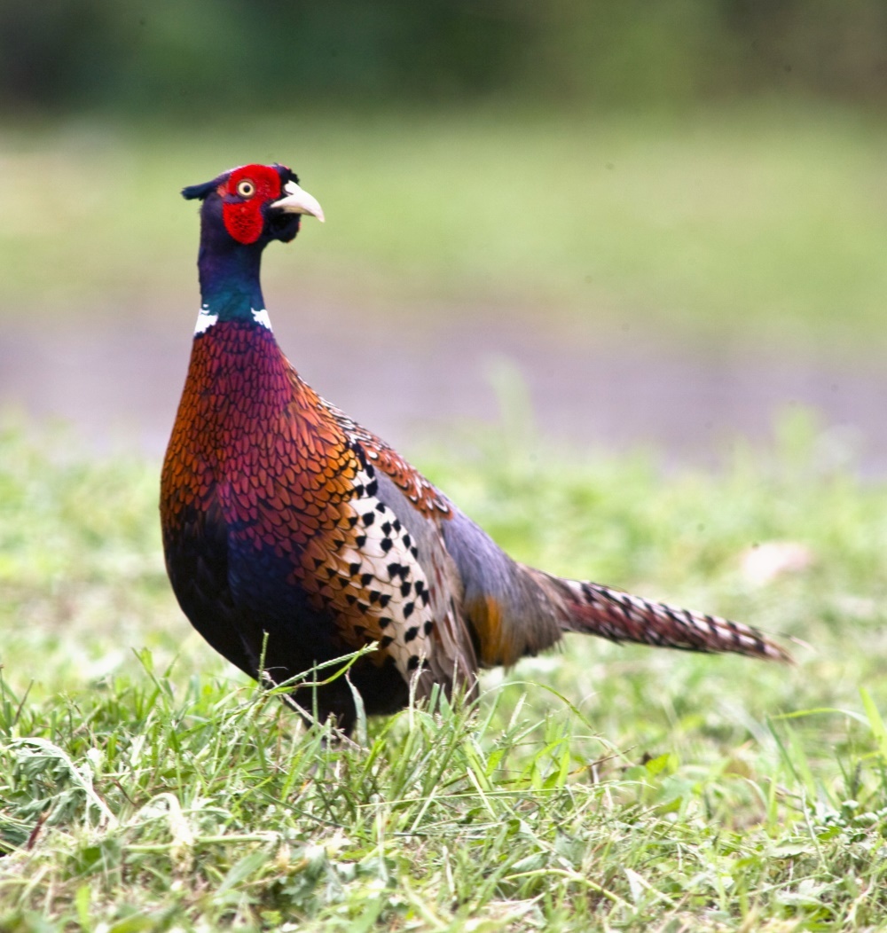 Ring-necked Pheasant