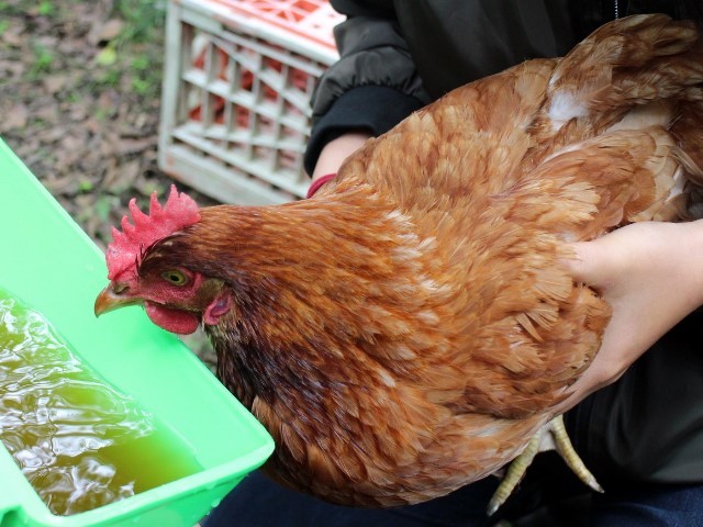 雞老師入厝東華 校園實踐動物福利養雞學 Ndhu 雞老師入厝東華 校園實踐動物福利養雞學 Ndhu